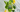 Arden's Garden multigreen brain juice