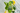 Arden's Garden multigreen brain juice