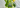 Arden's Garden multigreen brain juice